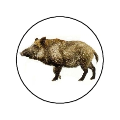 Маркировка кабан