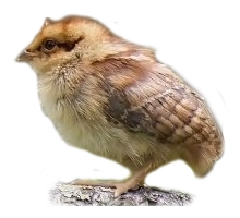 Птенец рябчика