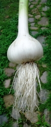 Чеснок зимний