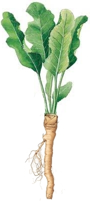 Хрен